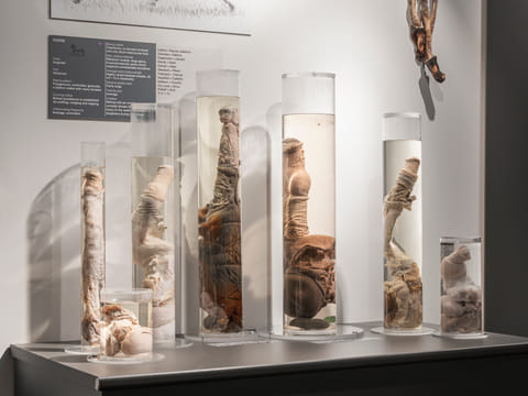penis museum