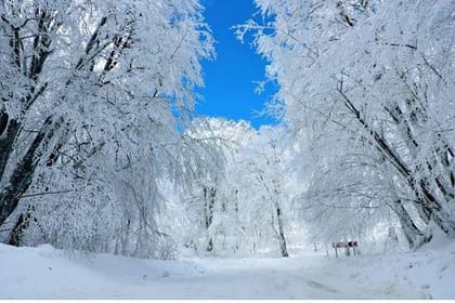 Tour in the forest of Sabadur and the chronicler of Georgia.