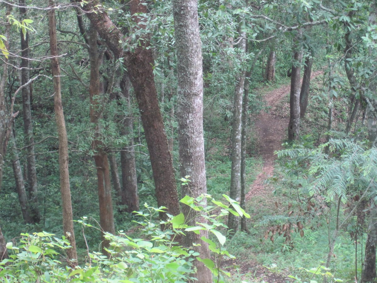 Chiang mai Suthep National Park Leisure Hiking & Mountain Biking