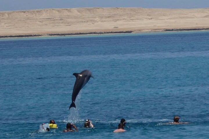 Dolphin House Snorkeling Cruise in Hurghada with Lunch