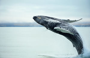 Grand Golden Circle & Whale Watching Tour 