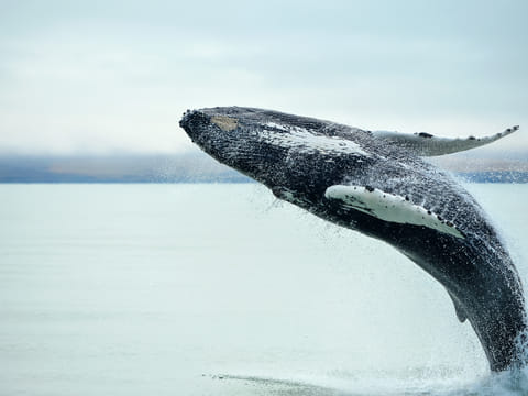 Grand Golden Circle & Whale Watching Tour 
