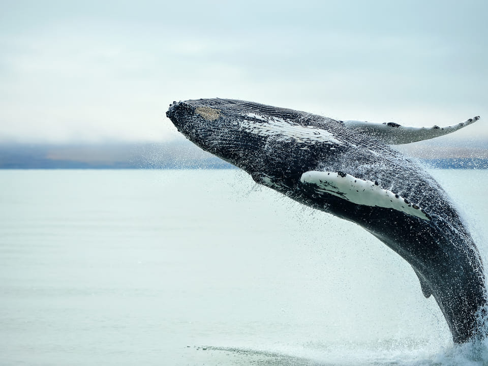 Grand Golden Circle & Whale Watching Tour — BusTravel Iceland