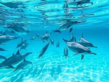 Full-Day Dolphin Swim and Snorkeling in Marsa Alam