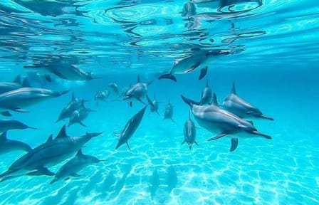 Full-Day Dolphin Swim and Snorkeling in Marsa Alam