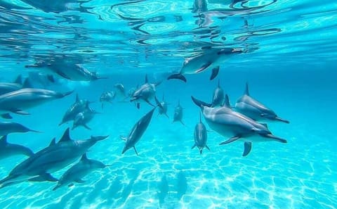 Full-Day Dolphin Swim and Snorkeling in Marsa Alam