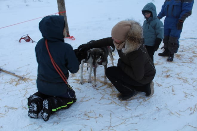 2 Hour Husky experience - 10km Husky Safari & Farm Visit photo 6