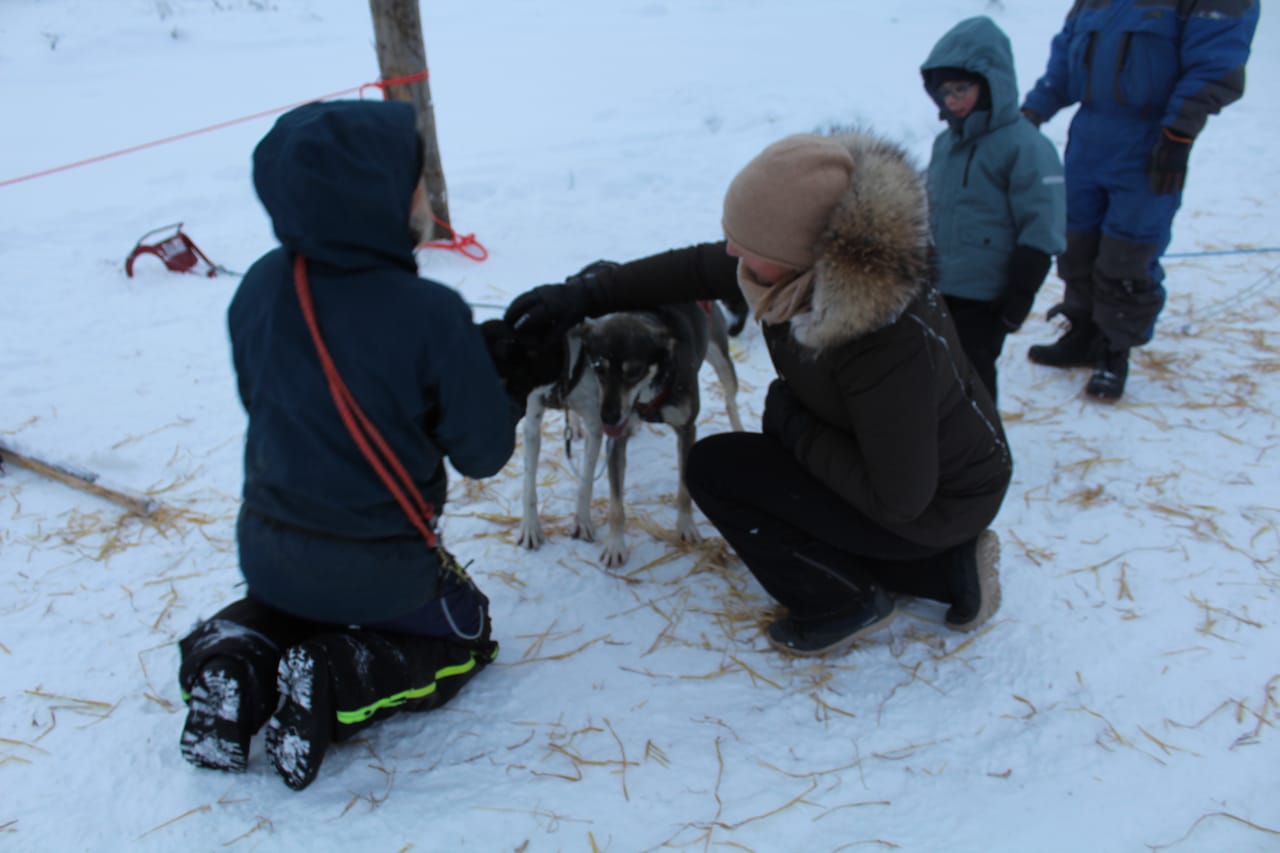 2 Hour Husky experience - 10km Husky Safari & Farm Visit 6