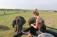 From Bentota: Yala National Park Safari 7