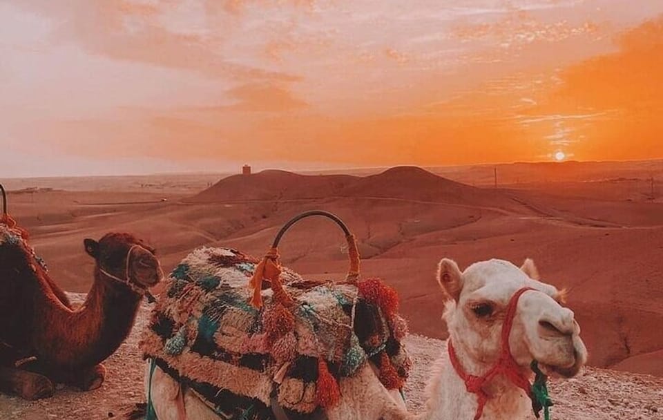 Camel Ride and Moroccan Breakfast in Agafay Desert, Marrakesh
