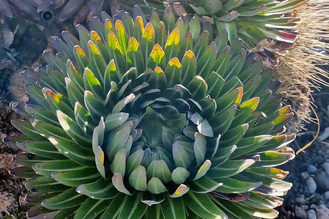 A large, symmetrical succulent plant with green and yellow tipped leaves growing on a rocky mountain slope.