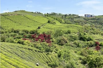 Hiking Tour to Baishuichong Waterfall and Yang E Trail from Shanghai