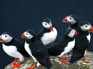 Puffins & Reykjavík Bay Sailing, photo 8