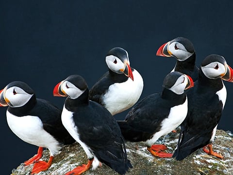 Puffins & Reykjavík Bay Sailing, photo 8