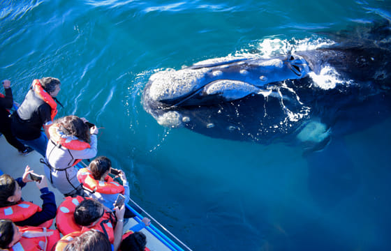 Whale Watching Adventure in Máncora, Peru