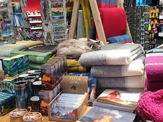 Discover the city alongside curious and friendly cats