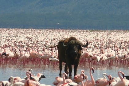 Explore Wildlife In Lake Nakuru National Park Guided Day Tour
