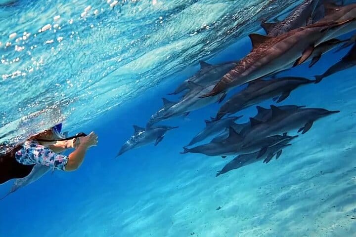 Dolphin House Snorkeling Adventure at Samadai Reef – Marsa Alam