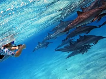 Snorkeling Adventure at Dolphin House, Samadai Reef, Marsa Alam