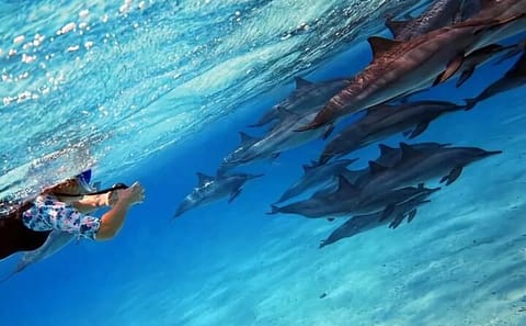 Snorkeling Adventure at Dolphin House, Samadai Reef, Marsa Alam