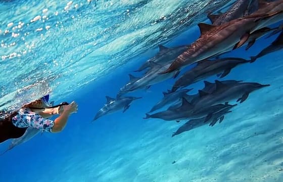 Dolphin House Snorkeling Adventure at Samadai Reef – Marsa Alam