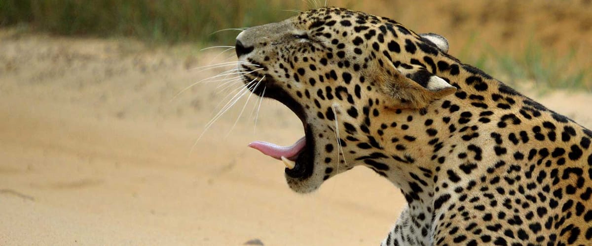 Hills & Safari Ceylon