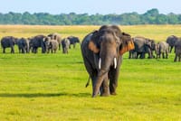 Sigiriya & Minneriya Safari Tour from Anuradhapura 7