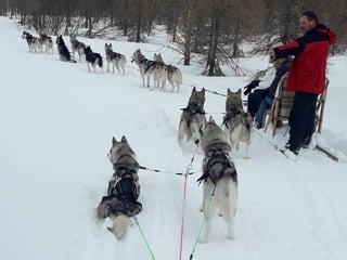 Dog Sledding in Akureyri, photo 6