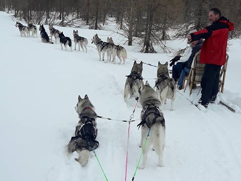 Dog Sledding in Akureyri, photo 6