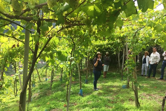Madeira Wine Tastings , Vineyards and Skywalk, Full day tour in 4x4 Open Roof  8