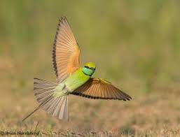 Bird Watching Trail in Kitulgala From Colombo 4
