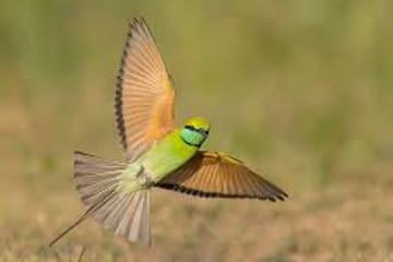Bird Watching Tour in Kitulgala from Colombo