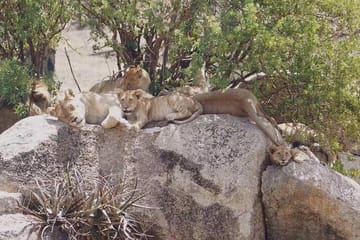 5-Day Private Classic Safari Tour of Ngorongoro and Serengeti