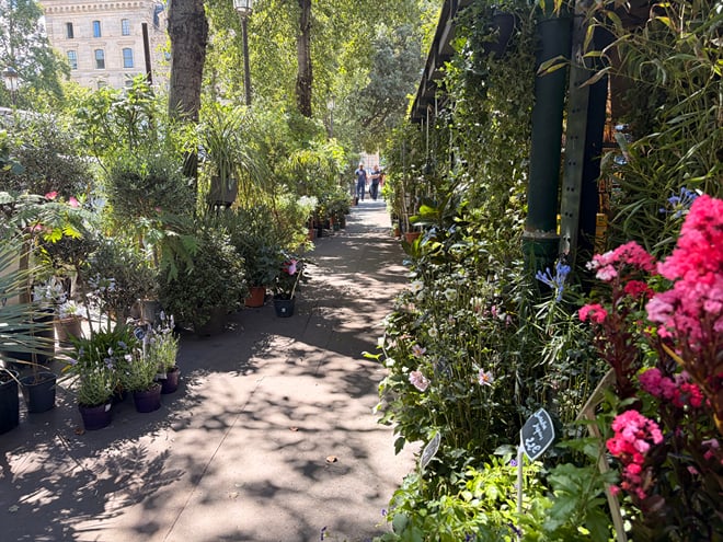 Flower market on Île de la Cité near Notre-Dame