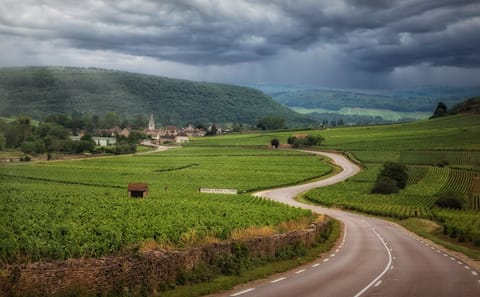 Wine Tasting and Vineyard Tour in Burgundy from Paris