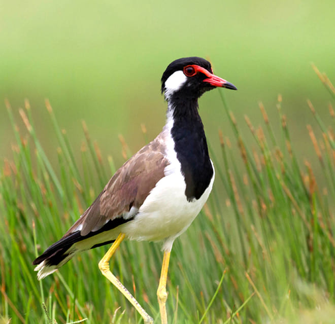 Muthurajawela Sanctuary Boat Safari with Bird Watching 7