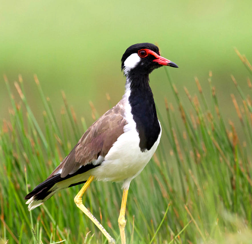 Muthurajawela Sanctuary Boat Safari with Bird Watching 7