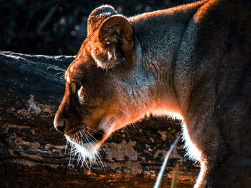 7 Days Kenya Luxury Safari Experience