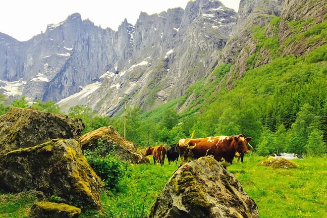 Private shore excursions Ålesund Trollstigen-Trollroad in small (1-4)groups photo 5