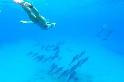 Swim with Dolphins & Snorkeling in Hurghada – Boat Trip & Lunch