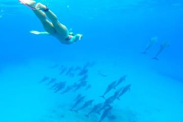 Swim with Dolphins and Snorkel in Hurghada's Red Sea
