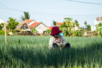 Taste The Culture Hue Food Tour