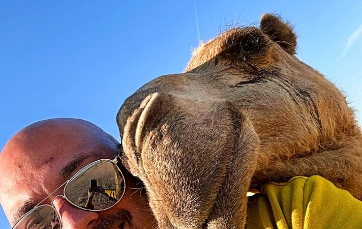 Half Day licensed Tours in Kuwait City & Desert PickUp & DropOff