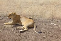 Private Nairobi Park Tour & Sheldrick or Giraffe-Free WI FI 6