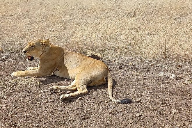 Private Nairobi Park Tour & Sheldrick or Giraffe-Free WI FI 6