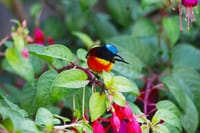 Bird Watching Doi Inthanon  1