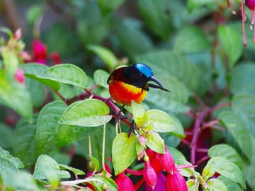 Bird Watching Doi Inthanon