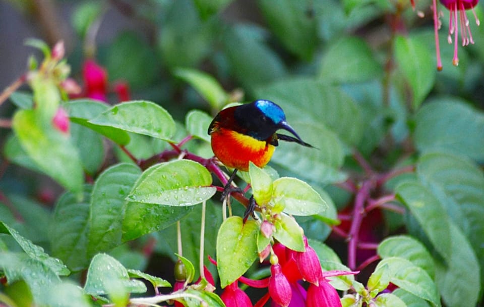 Bird Watching Tour in Doi Inthanon National Park