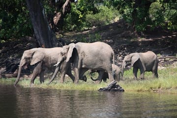 Full Day Chobe National Park Tour from Victoria Falls