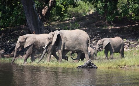 Full Day Chobe National Park Tour from Victoria Falls